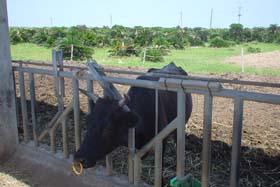 青空の下、緑の草木が茂る村民牧場とそこで飼育されている牛を写した写真