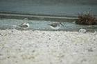 遠くに見える灰白色で細かいまだら模様の2羽のハマシギを、右側面から撮影した写真