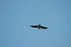 青い空を上から下へ飛行するミサゴを、斜め下から撮影した写真