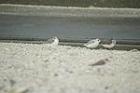 遠くの砂浜にいる灰色の翼と白い胴体を持った3羽のミユビシギを、右側面から撮影した写真